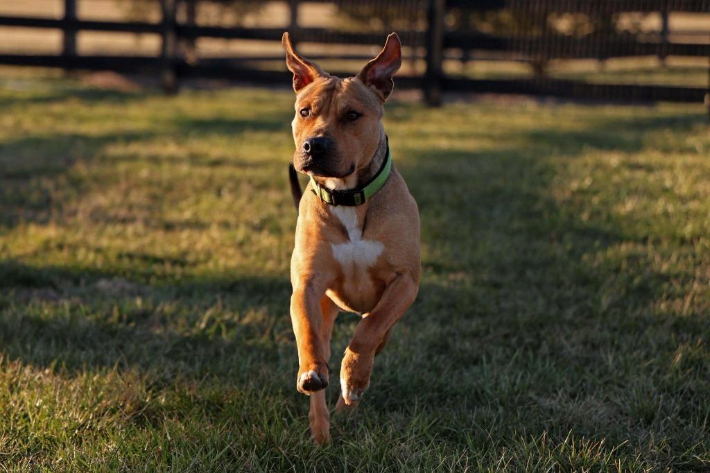 Enlarge Manny, a Adoptable mixed breed in Lexington, KY image 4/6