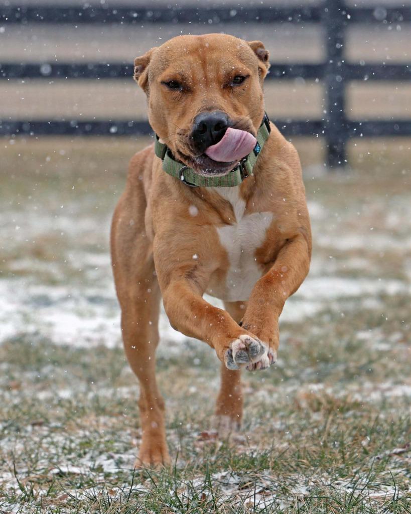 Enlarge Manny, a Adoptable mixed breed in Lexington, KY image 5/6