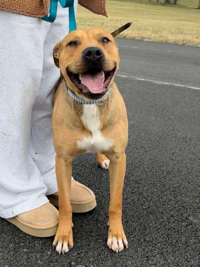 Enlarge Manny, a Adoptable mixed breed in Lexington, KY image 6/6