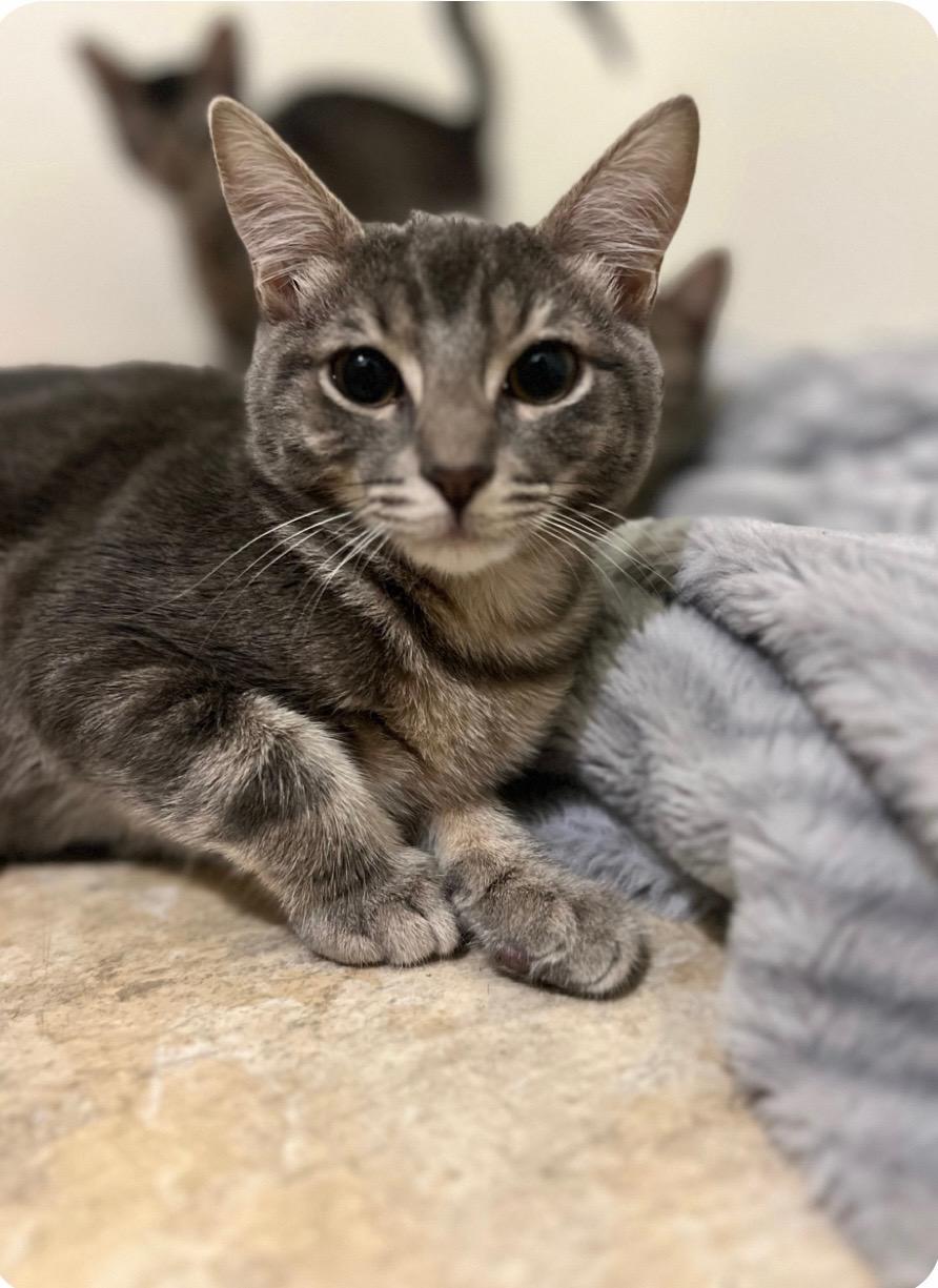 Obi , Adoptable, Young Male Domestic Short Hair.