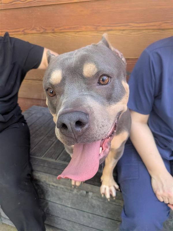 Enlarge Ruby, a Adopted Pit Bull Terrier in Elk Grove, CA image 1/2