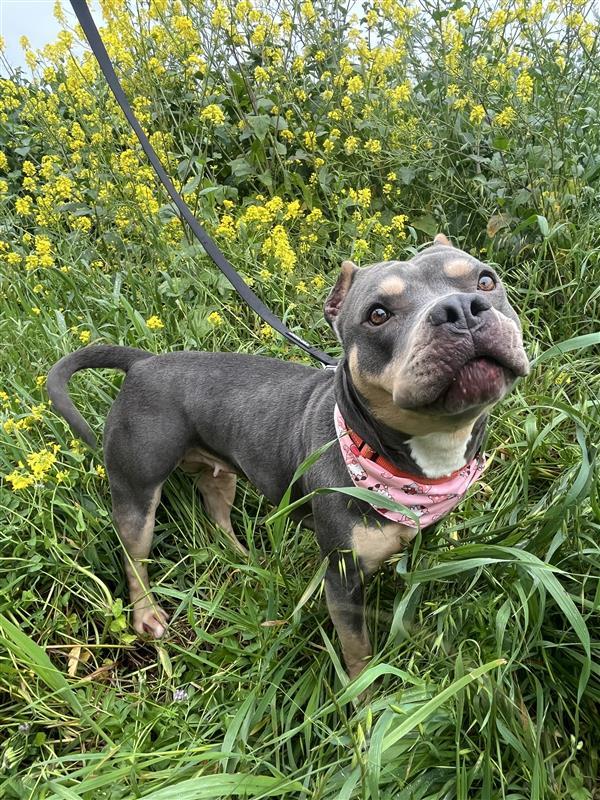 Enlarge Ruby, a Adopted Pit Bull Terrier in Elk Grove, CA image 2/2