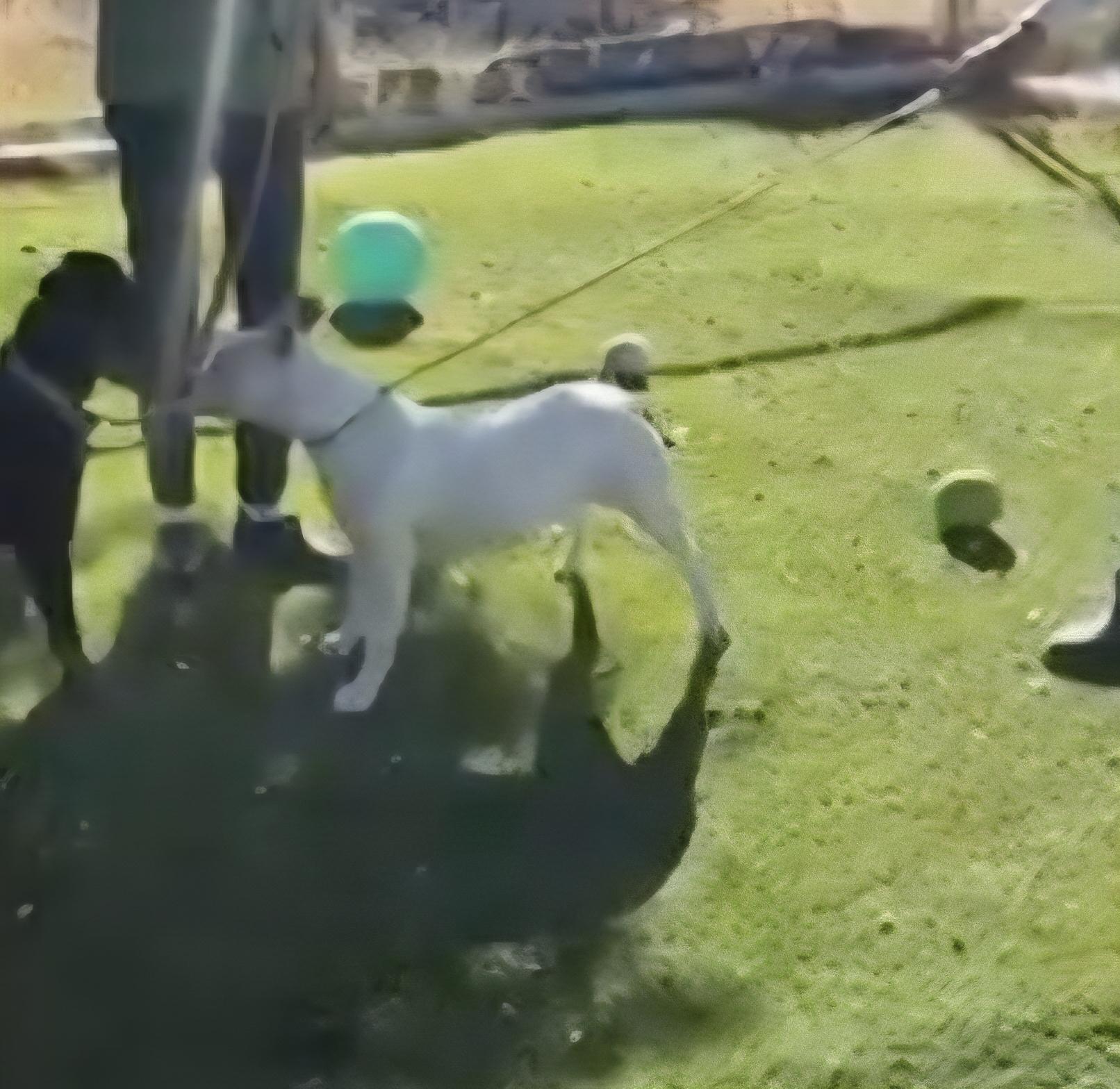 Enlarge Mona, a ADOPTABLE mixed breed in Tacoma, WA image 3/4