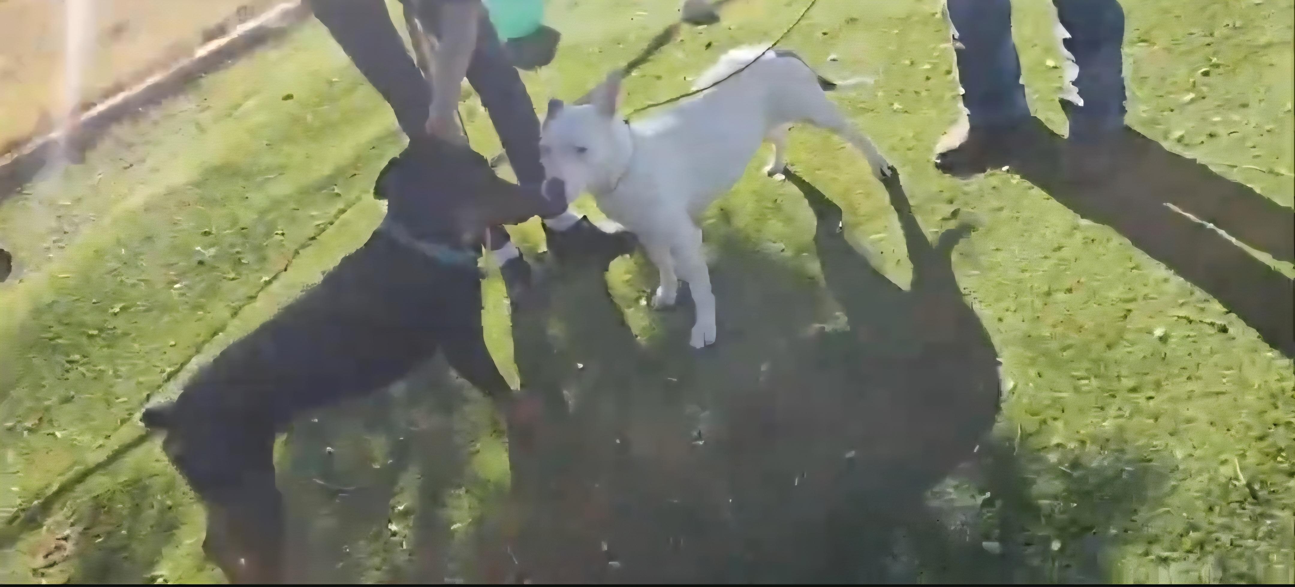 Mona, ADOPTABLE, Adult Female Pit Bull Terrier.