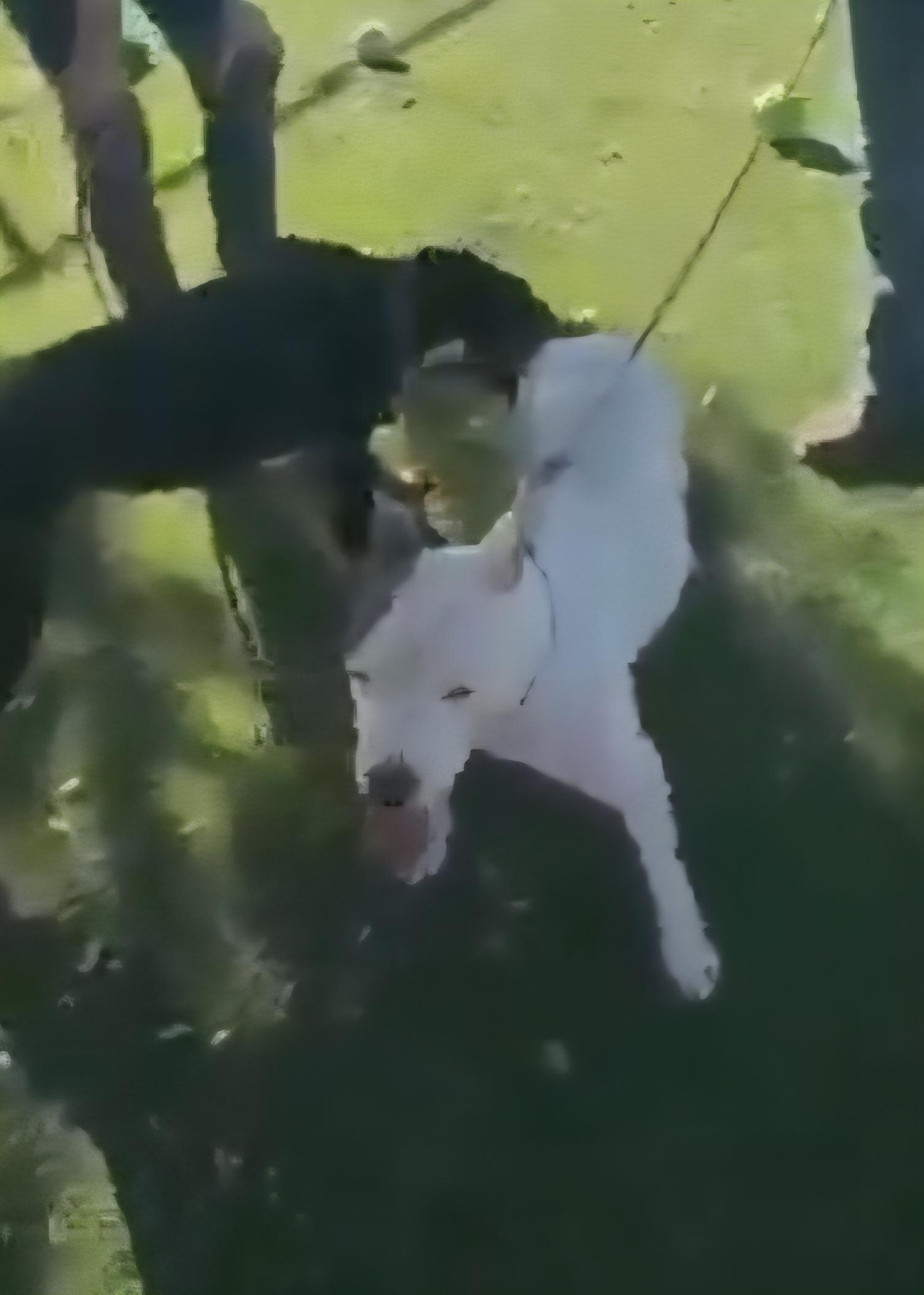 Enlarge Mona, a ADOPTABLE mixed breed in Tacoma, WA image 2/4