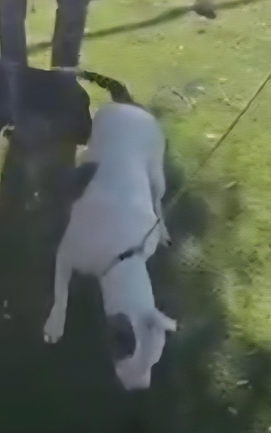 Enlarge Mona, a ADOPTABLE mixed breed in Tacoma, WA image 4/4