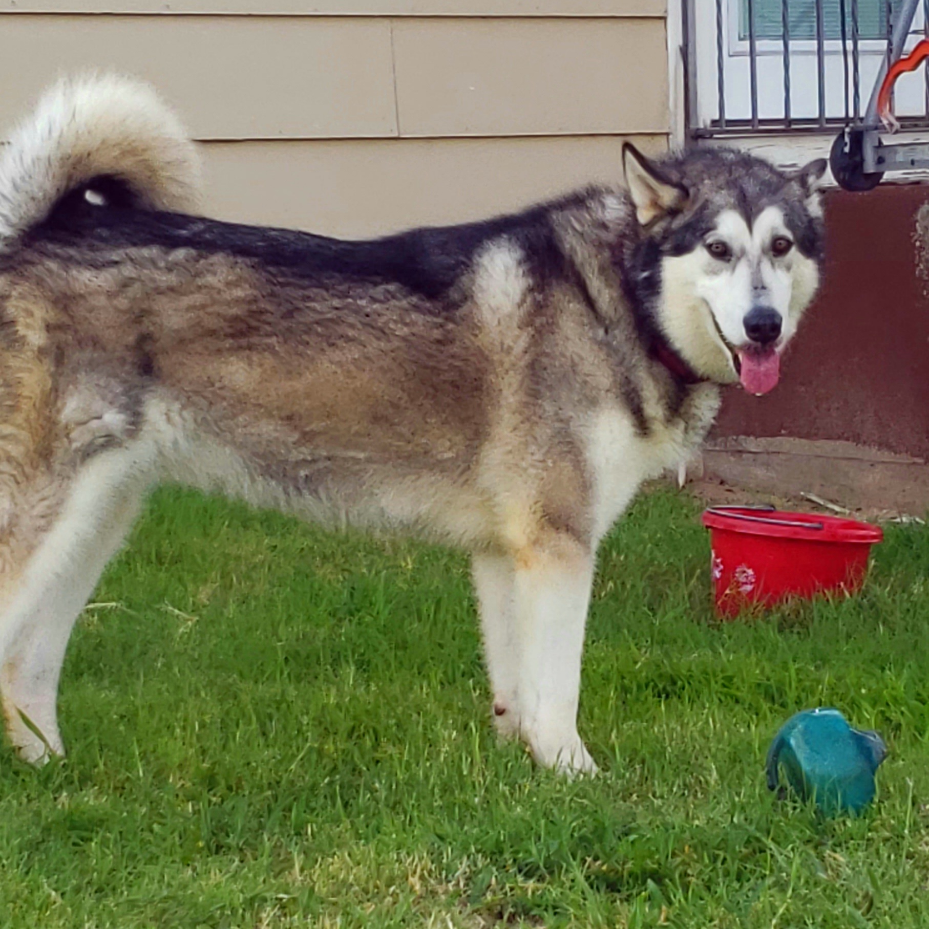 Enlarge Boozie, an adopted Alaskan Malamute in Liberal , KS image 1/5