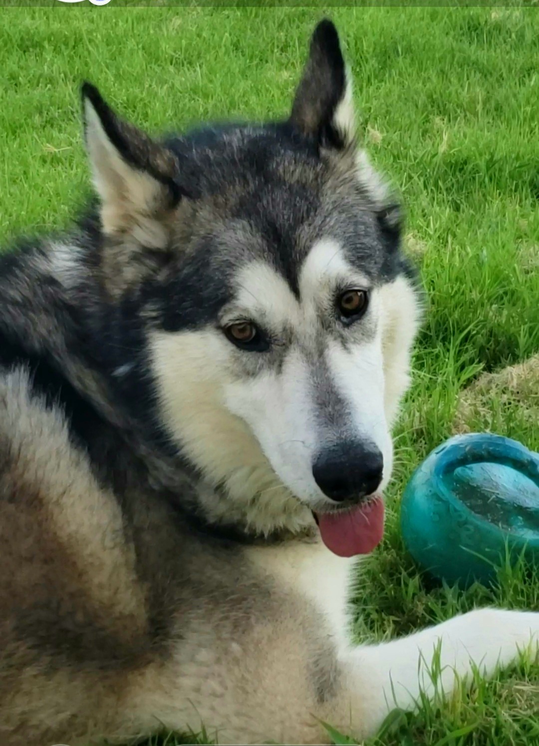 Enlarge Boozie, an adopted Alaskan Malamute in Liberal , KS image 2/5