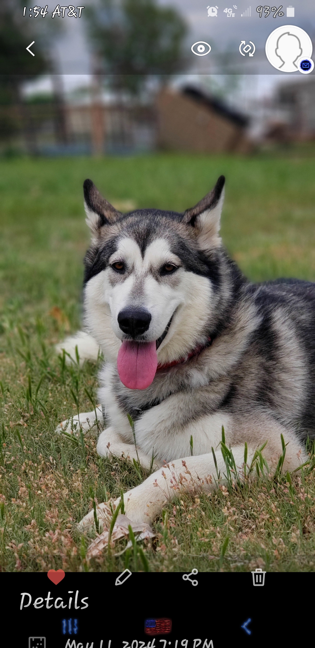 Enlarge Boozie, an adopted Alaskan Malamute in Liberal , KS image 3/5