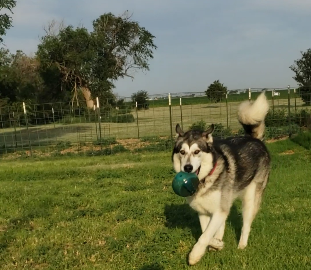 Enlarge Boozie, an adopted Alaskan Malamute in Liberal , KS image 4/5