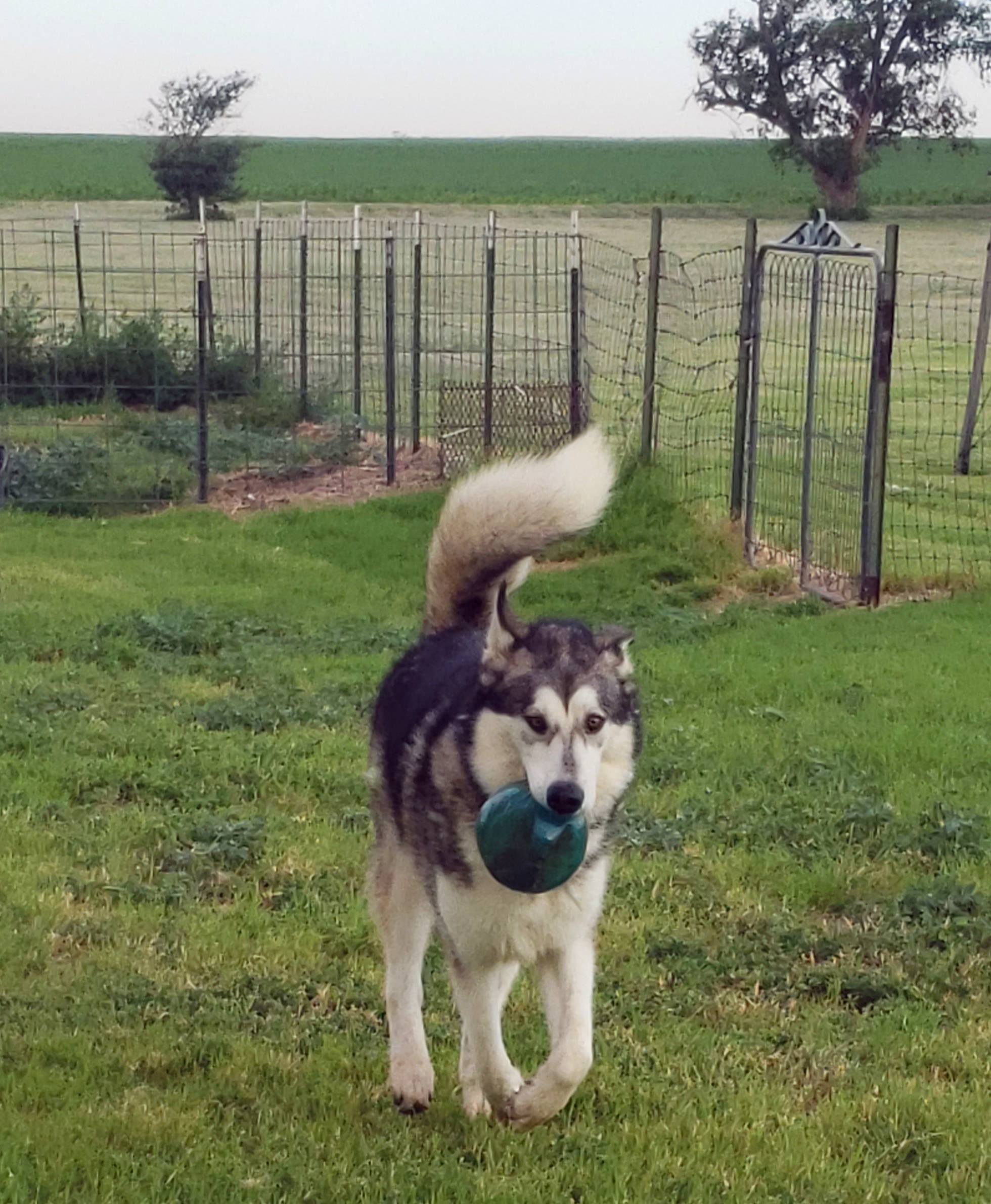 Enlarge Boozie, an adopted Alaskan Malamute in Liberal , KS image 5/5