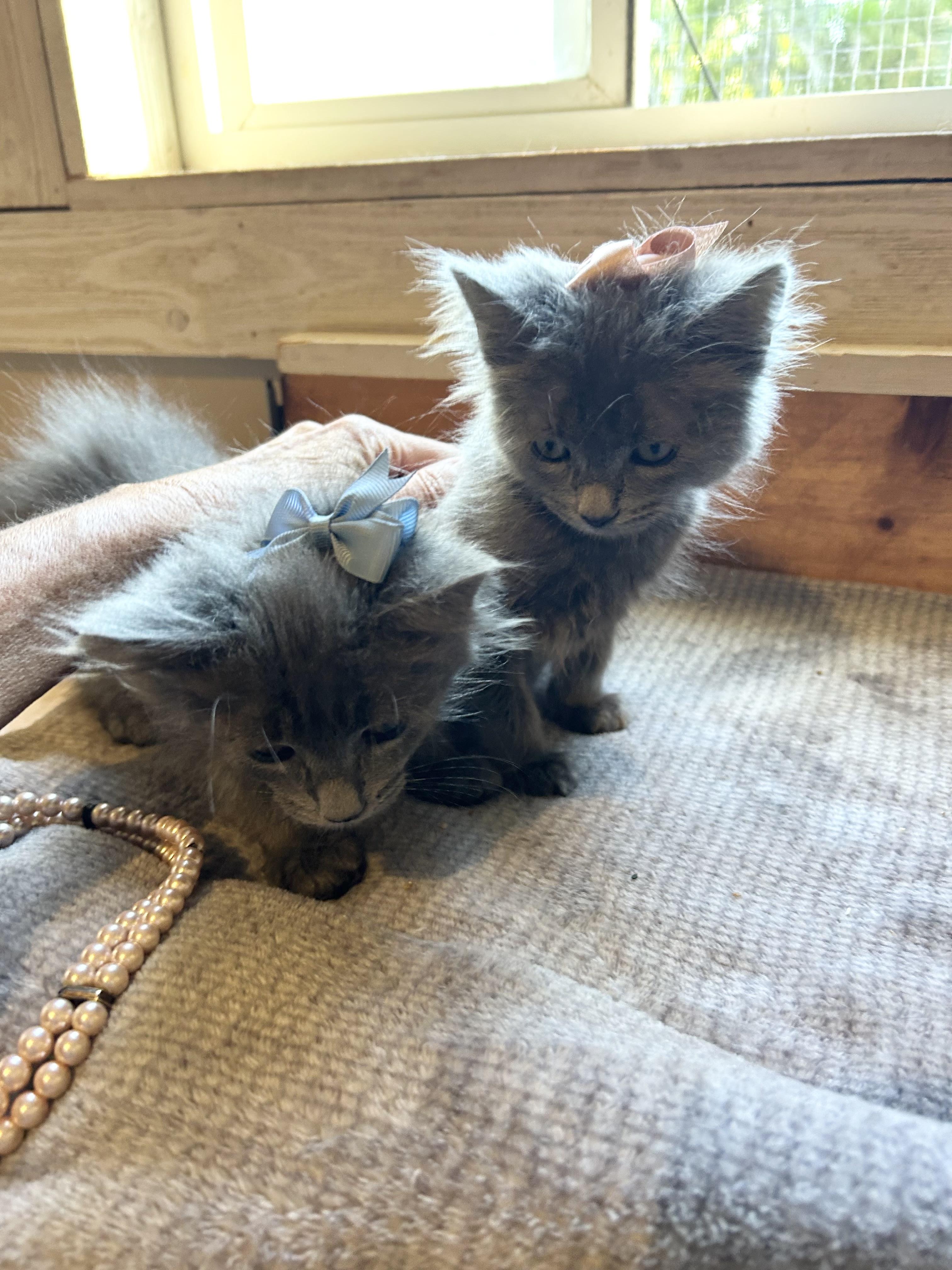 Pending Home- Ellis & Kiska, an adoptable Maine Coon, Nebelung in Bradenton, FL, 34209 | Photo Image 2