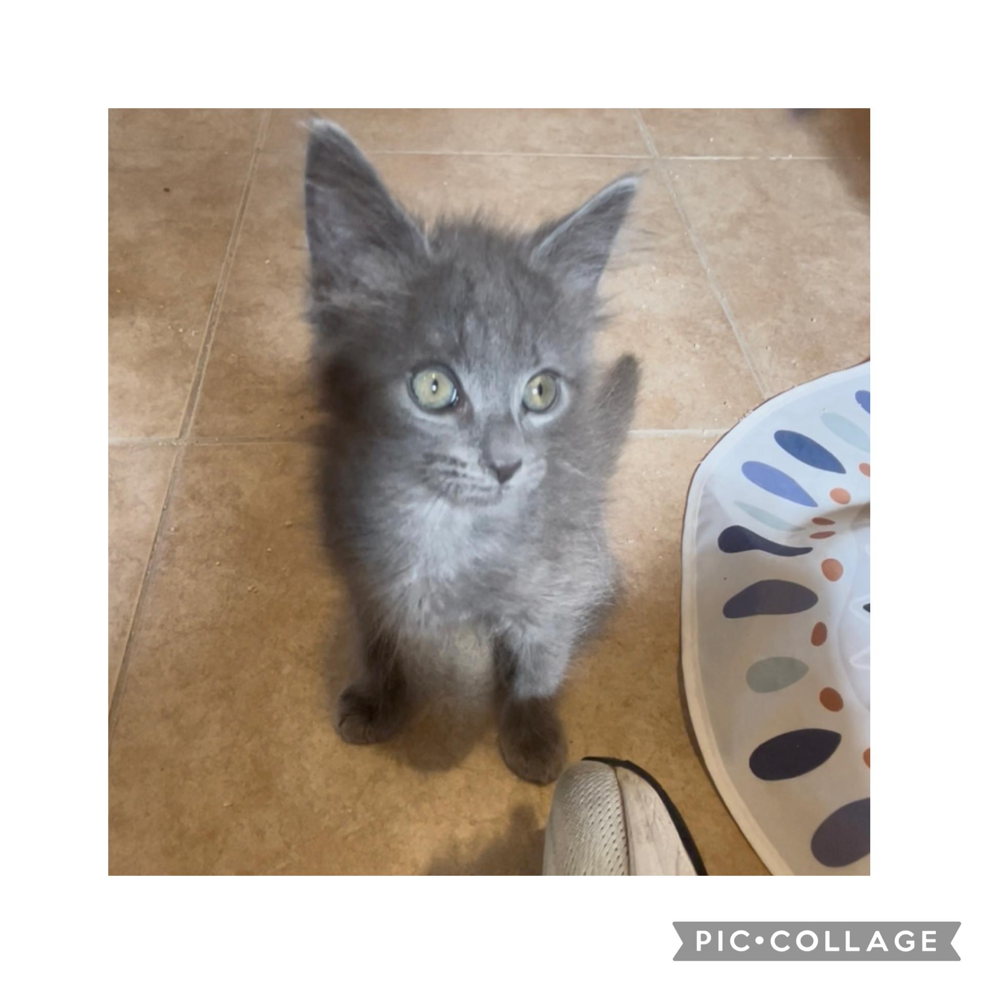 Pending Home- Ellis & Kiska, an adoptable Maine Coon, Nebelung in Bradenton, FL, 34209 | Photo Image 5