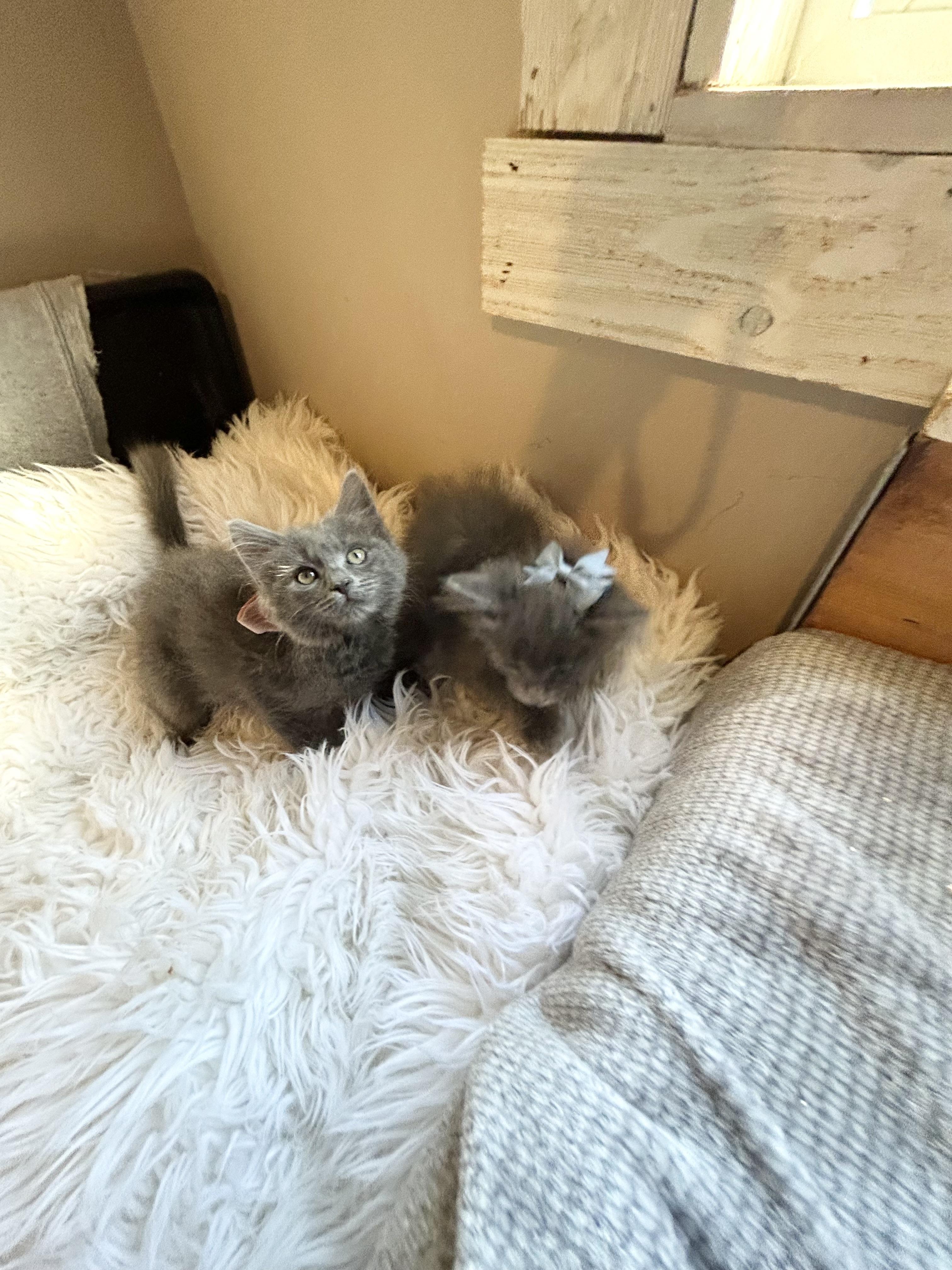 Pending Home- Ellis & Kiska, an adoptable Maine Coon, Nebelung in Bradenton, FL, 34209 | Photo Image 3