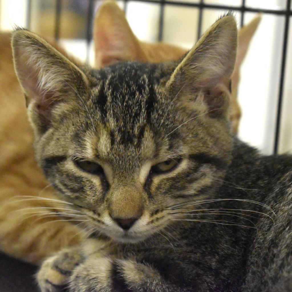 Enlarge Emma Watson (Fable), a Adoptable Domestic Short Hair in Waynesboro, PA image 1/2