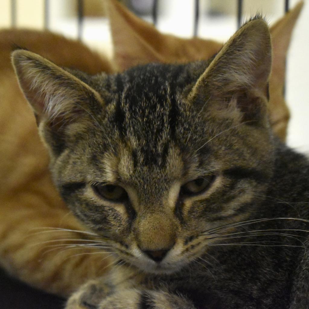Enlarge Emma Watson (Fable), a Adoptable Domestic Short Hair in Waynesboro, PA image 2/2