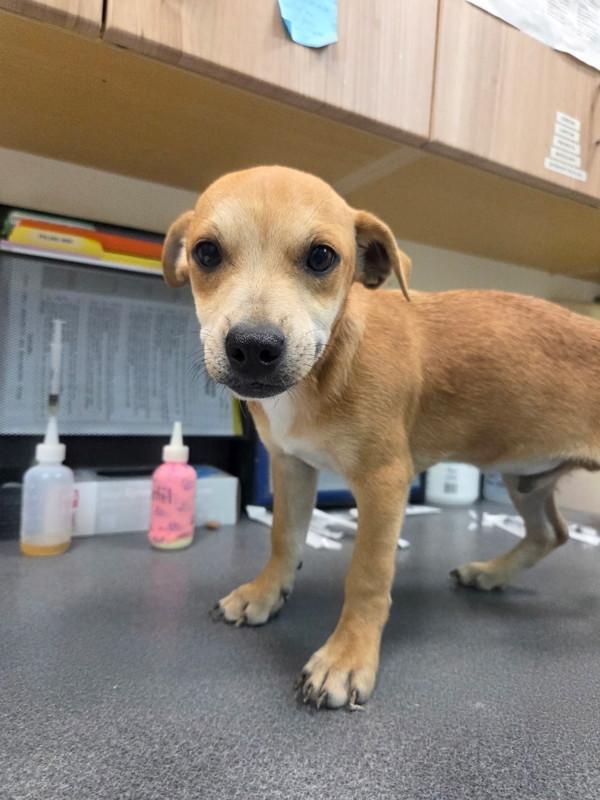 Santiago, Adoptable, Puppy Male Shepherd.