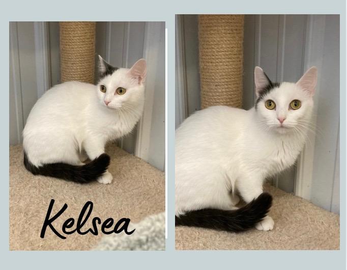 Enlarge Kelsea Ballerini, a Adoptable mixed breed in Pierceton, IN image 1/2
