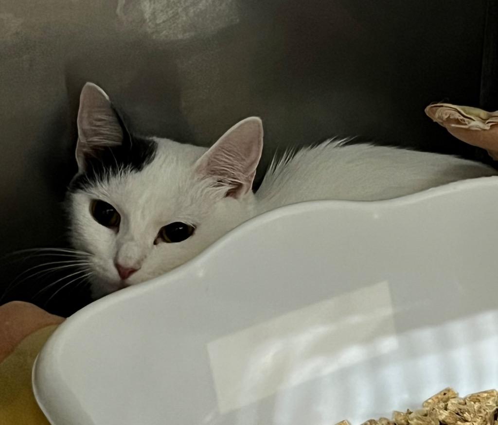 Enlarge Kelsea Ballerini, a Adoptable mixed breed in Pierceton, IN image 1/2