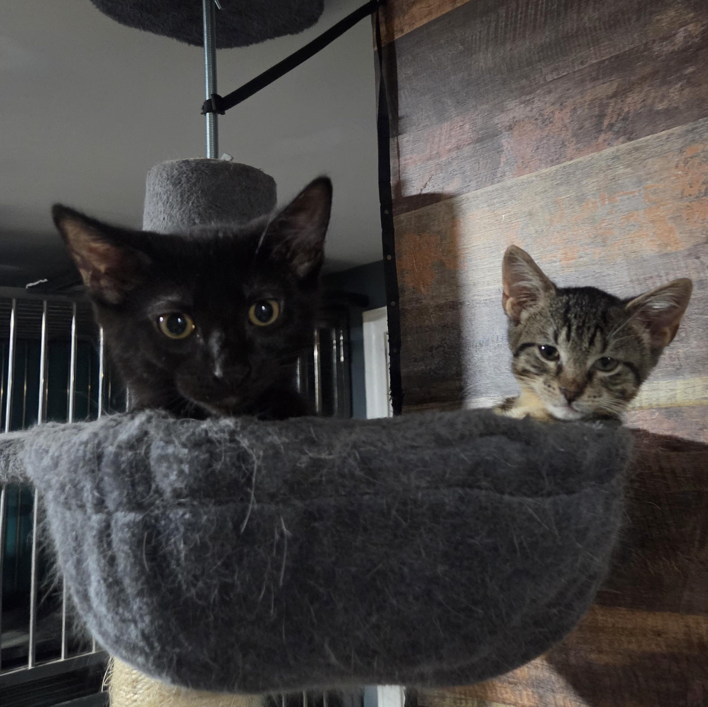 Enlarge Jakob, a Adoptable Domestic Short Hair in Chicago, IL image 4/5