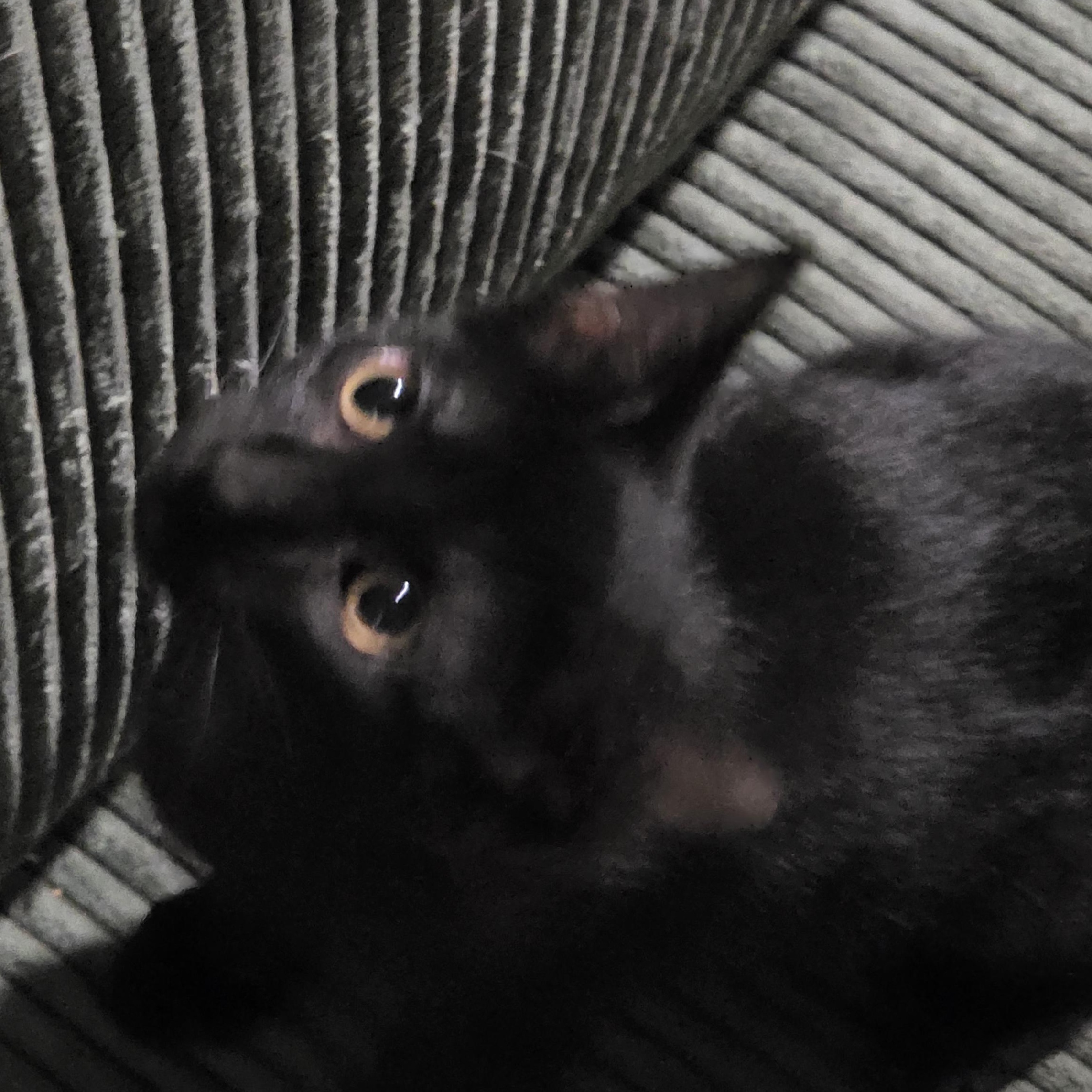 Enlarge Jakob, a Adoptable Domestic Short Hair in Chicago, IL image 3/5