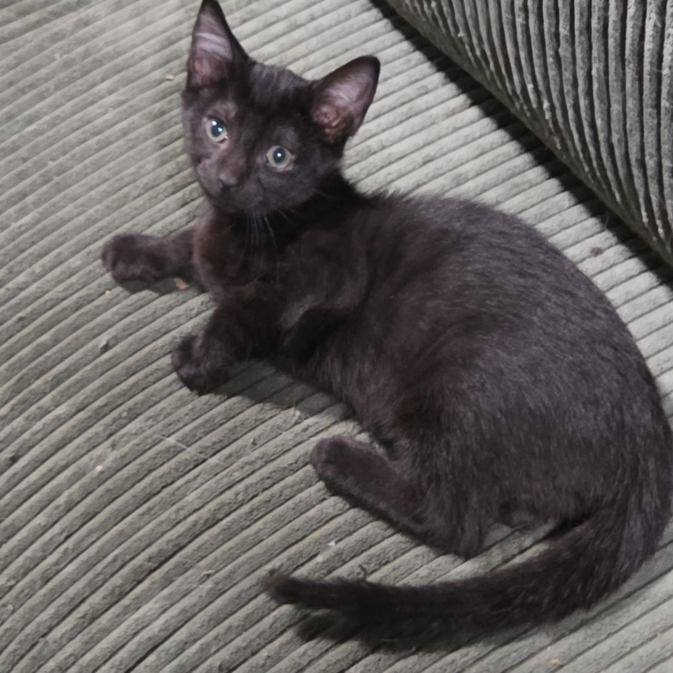 Enlarge Jakob, a Adoptable Domestic Short Hair in Chicago, IL image 2/5