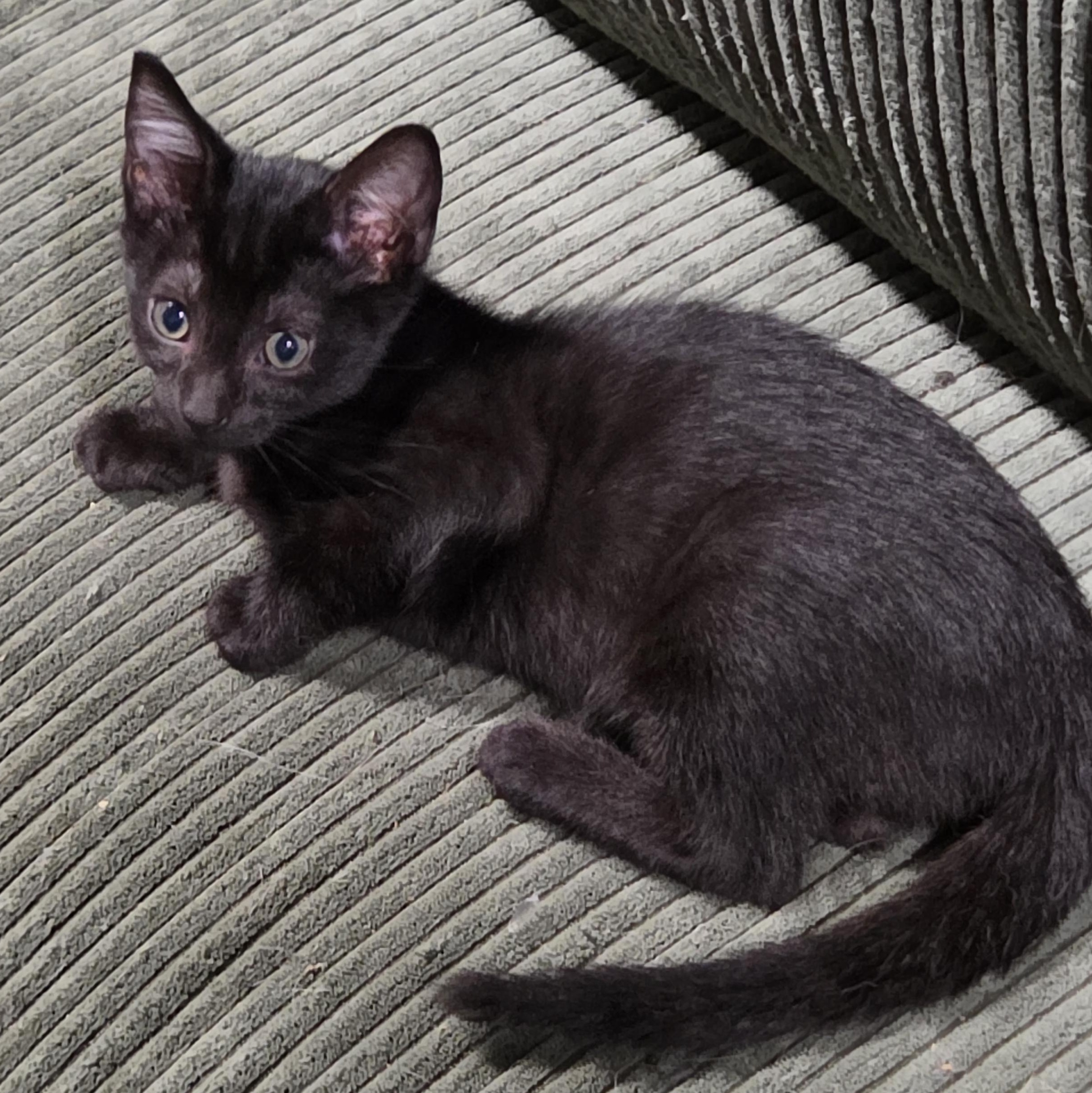 Jakob, Adoptable, Kitten Male Domestic Short Hair.