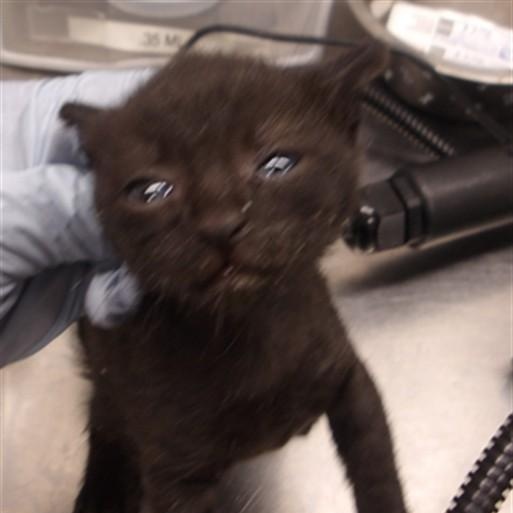 Enlarge Jakob, a Adoptable Domestic Short Hair in Chicago, IL image 5/5