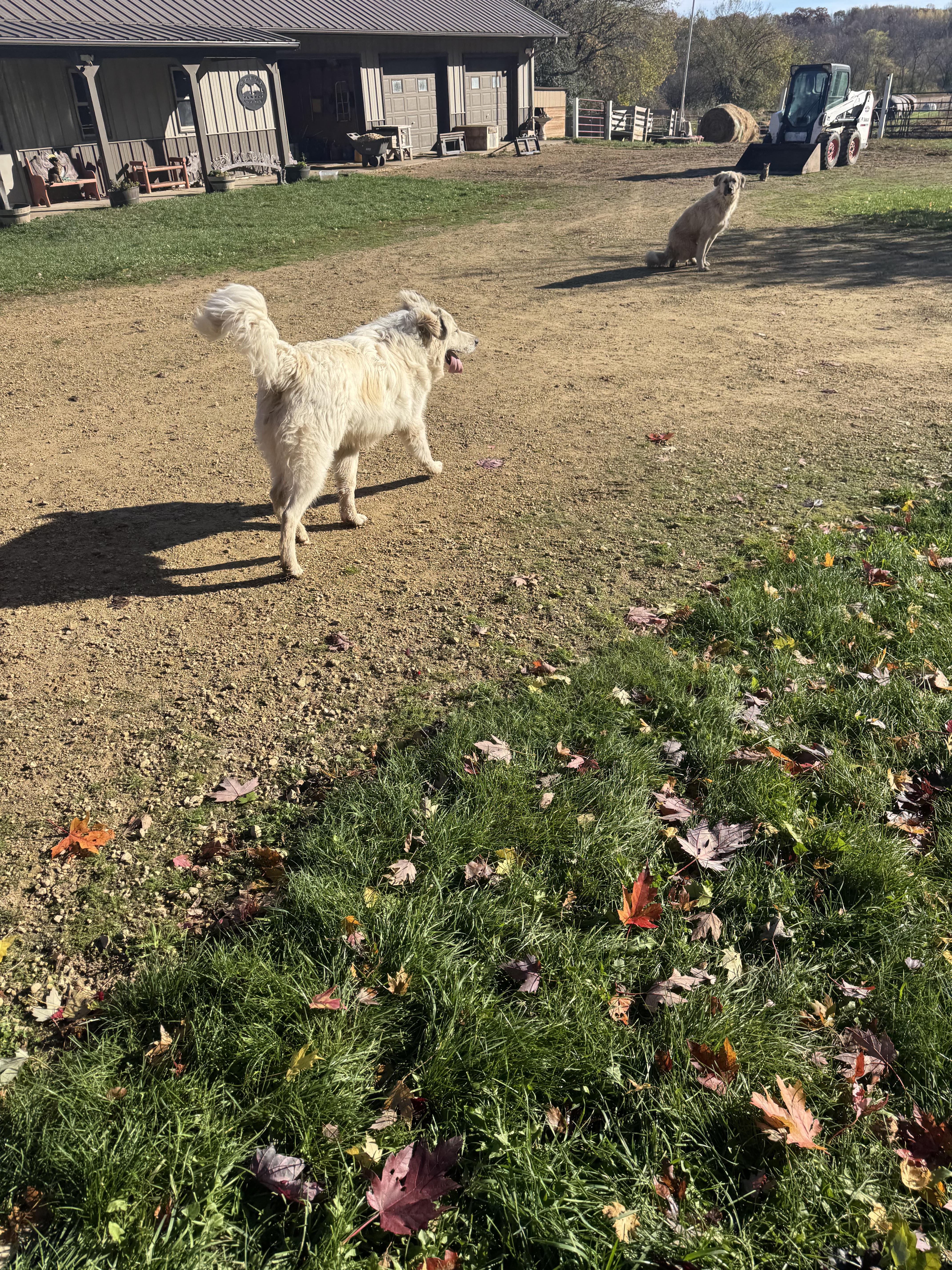 Enlarge Appa, an adopted Great Pyrenees in Glenwood City, WI image 1/3