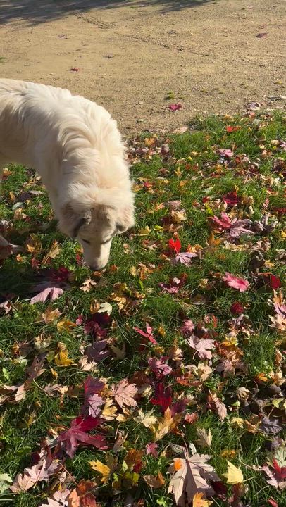 Enlarge Appa, an adopted Great Pyrenees in Glenwood City, WI video 2/3