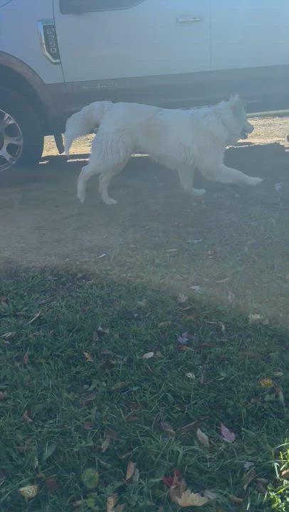 Enlarge Appa, an adopted Great Pyrenees in Glenwood City, WI video 3/3