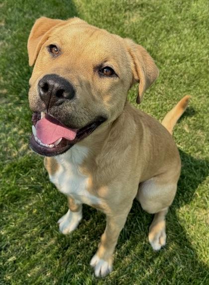 Gotti - Appointment Only, Adoptable, Adult Male Mixed Breed & Mixed Breed.