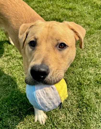 Enlarge Gotti - Appointment Only, a Adoptable mixed breed in Missoula, MT image 2/3