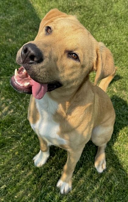 Enlarge Gotti - Appointment Only, a Adoptable mixed breed in Missoula, MT image 3/3