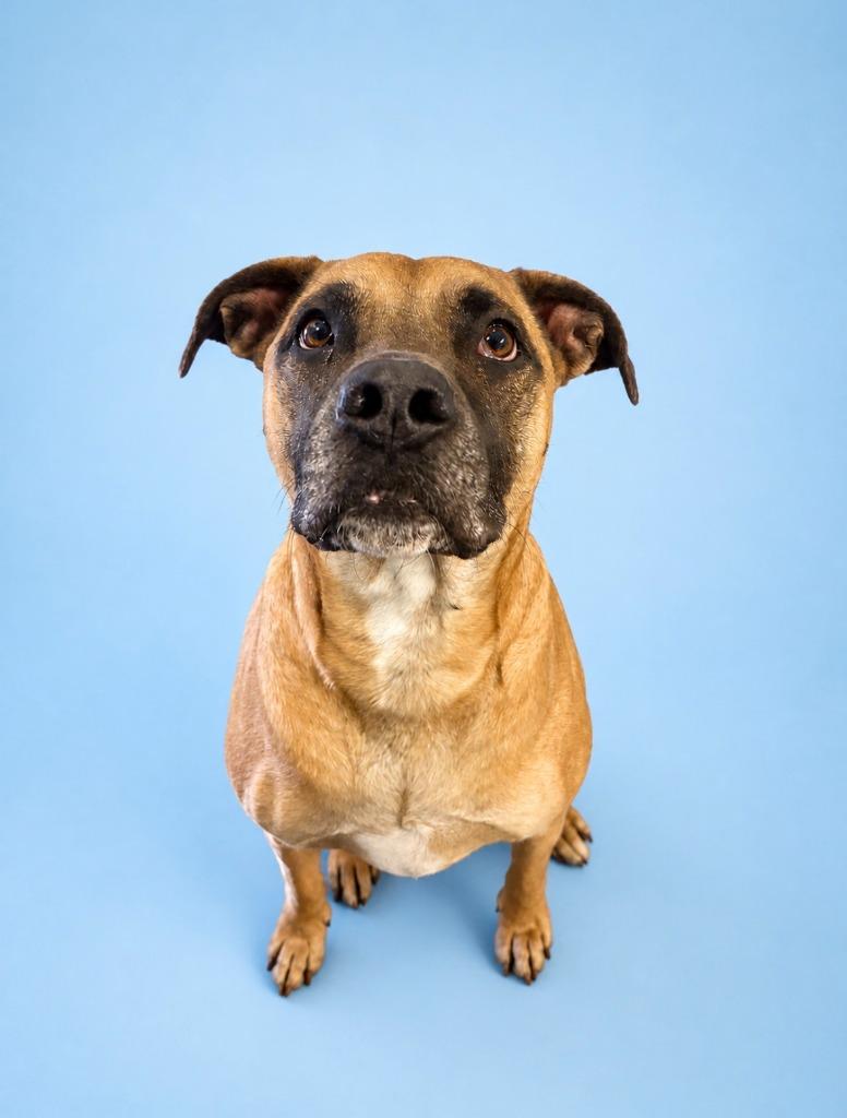 Obie, Adoptable, Adult Male Mixed Breed.