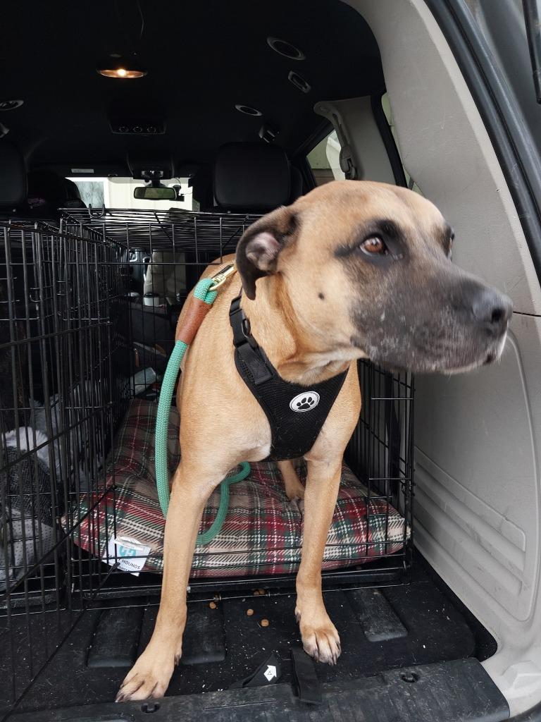Enlarge Obie, a Adoptable mixed breed in Rock Springs, WY image 2/2