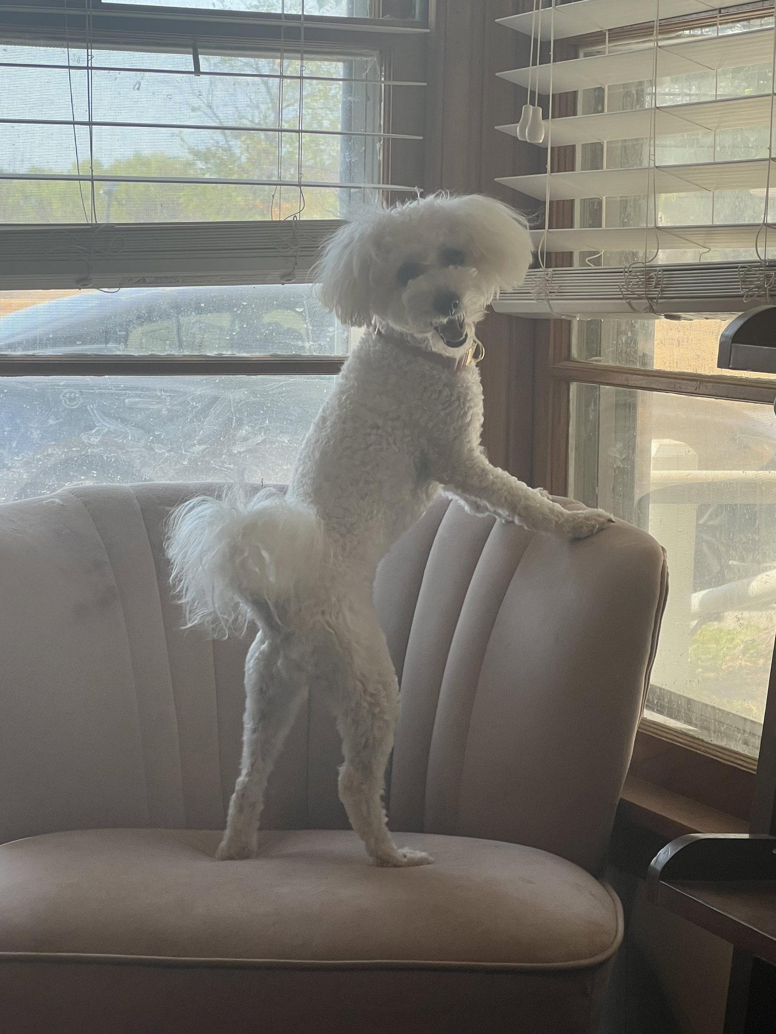 Mila, Adoptable, Adult Female Bichon Frise.