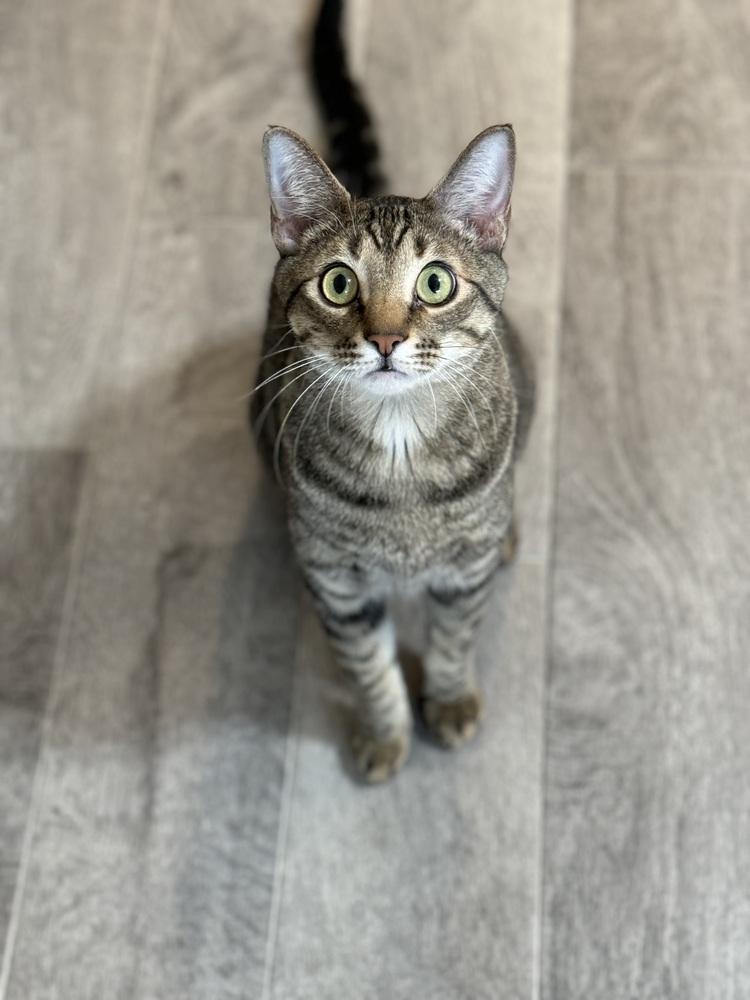 Simba Lloyd, Adoptable, Young Male Domestic Short Hair & Tabby.