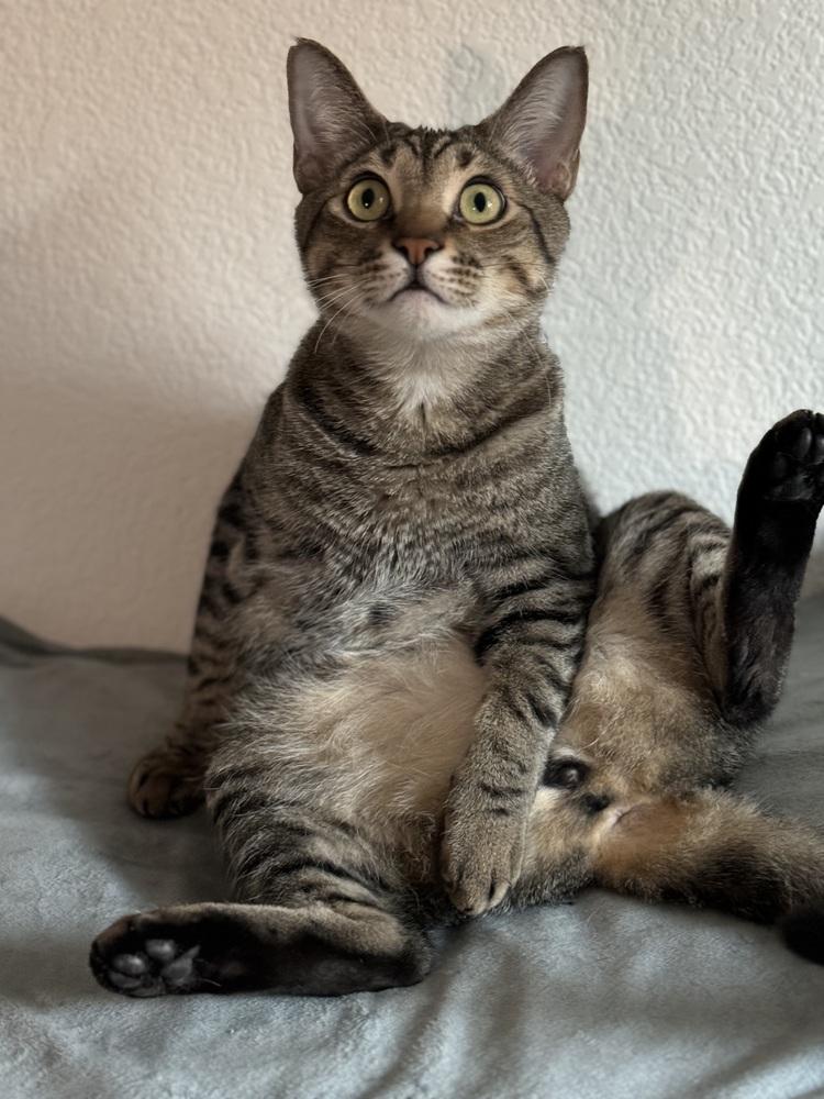 Enlarge Simba Lloyd, a Adoptable mixed breed in Dallas, TX image 2/6