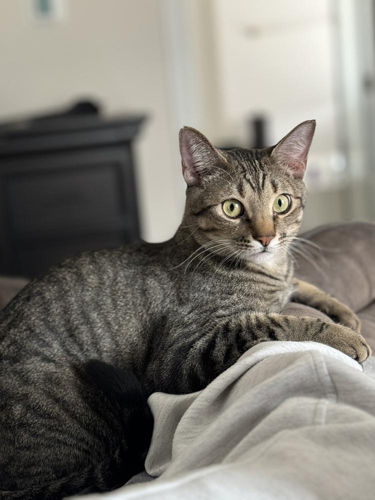 Enlarge Simba Lloyd, a Adoptable mixed breed in Dallas, TX image 3/6