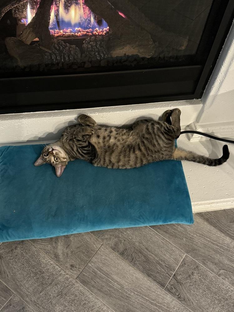 Enlarge Simba Lloyd, a Adoptable mixed breed in Dallas, TX image 4/6