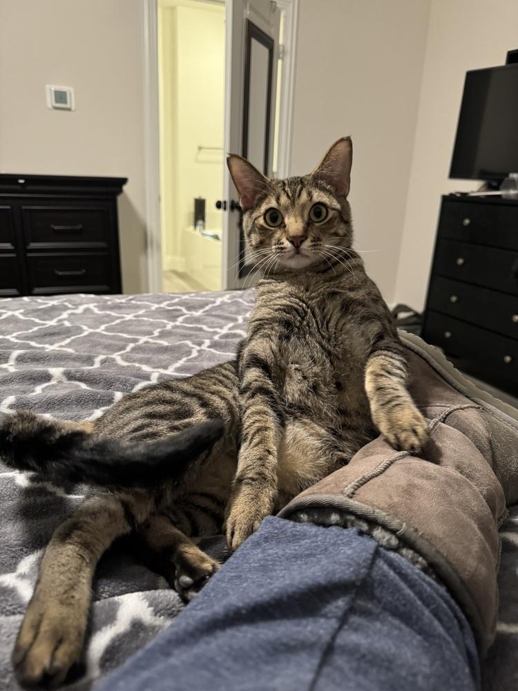 Enlarge Simba Lloyd, a Adoptable mixed breed in Dallas, TX image 5/6