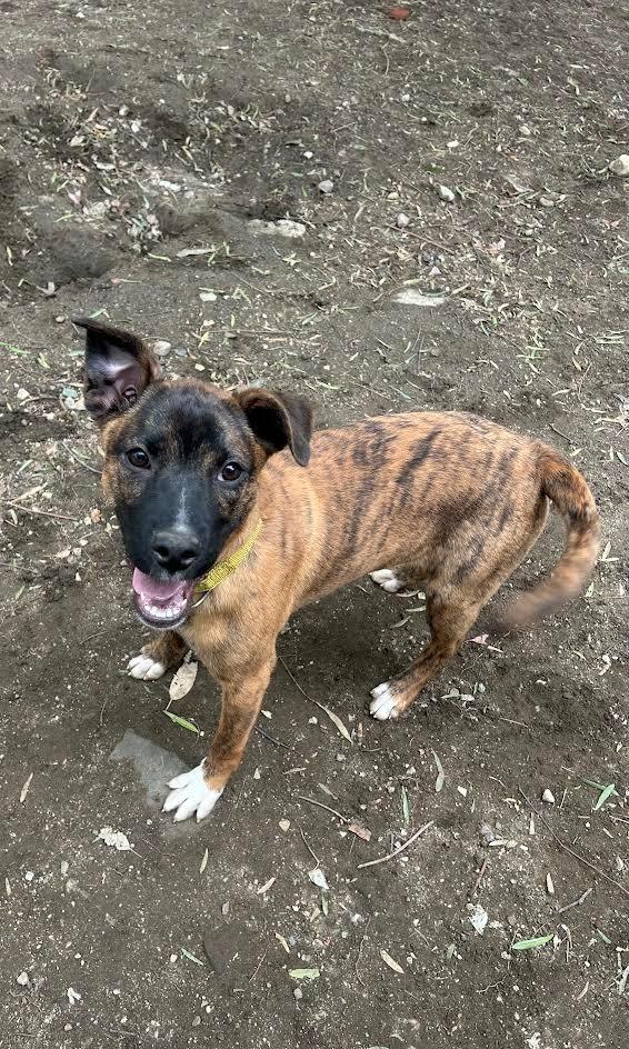 Tajin, Adoptable, Young Female Collie & Pit Bull Terrier.