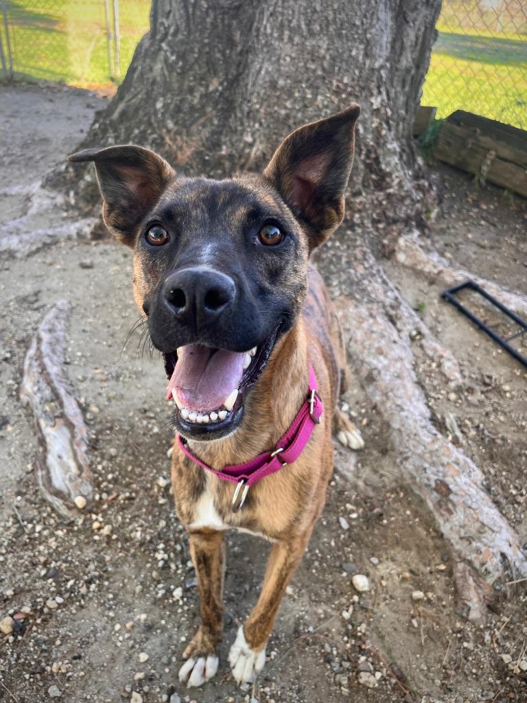 Enlarge Tajin, a Adoptable mixed breed in Canyon Country, CA image 2/6
