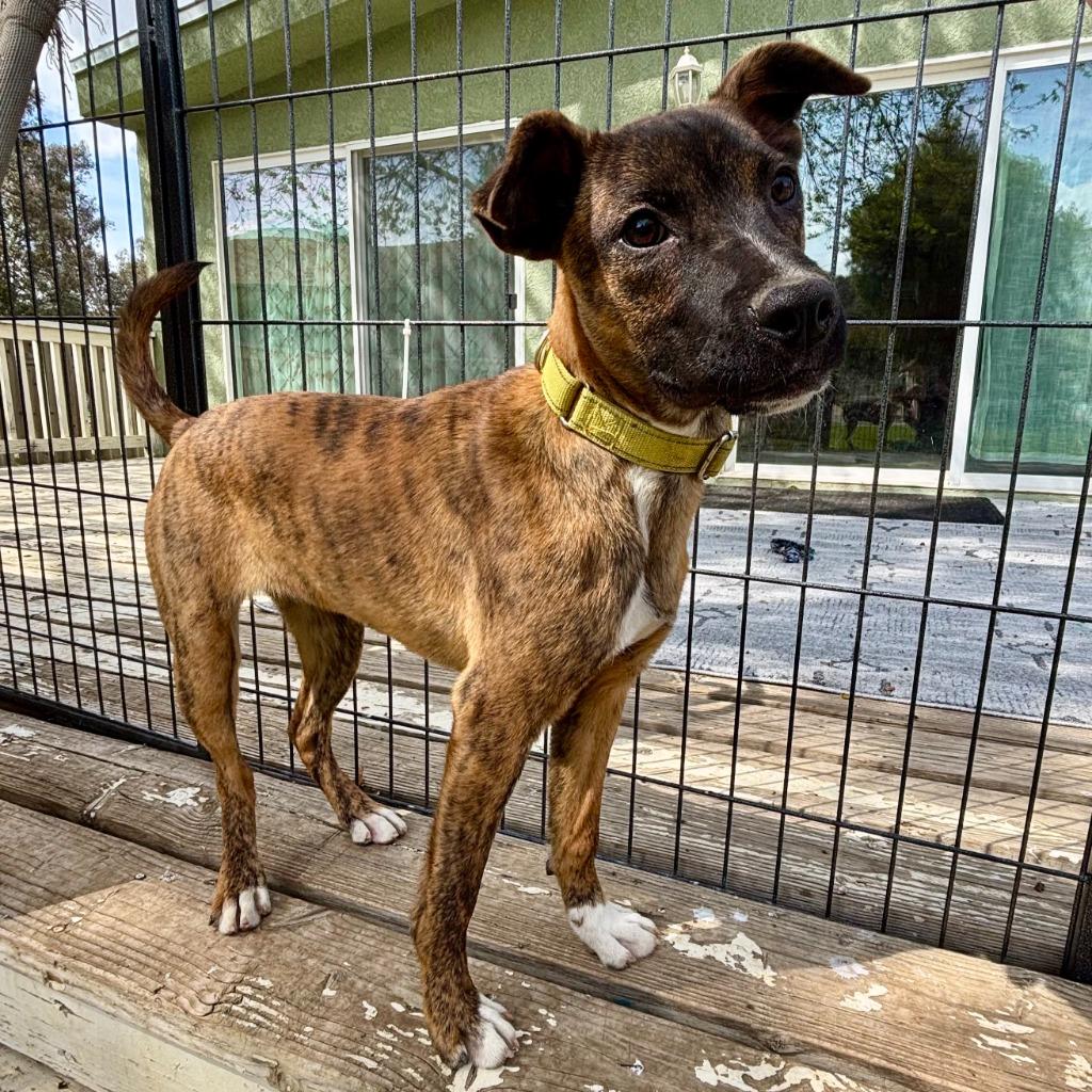 Tajin, a Adoptable mixed breed in Canyon Country, CA image 3/6
