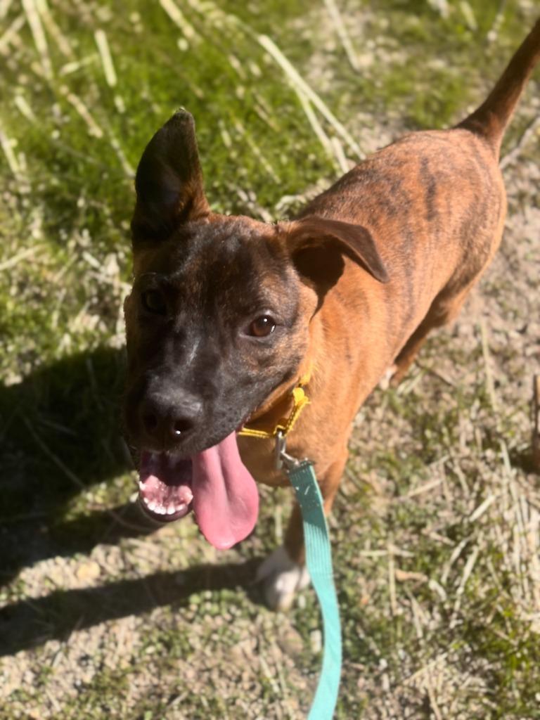 Tajin, a Adoptable mixed breed in Canyon Country, CA image 4/6