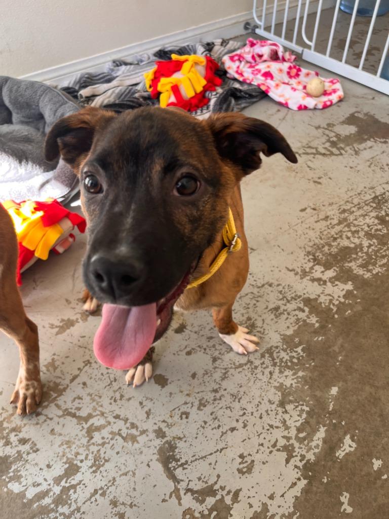 Tajin, a Adoptable mixed breed in Canyon Country, CA image 5/6
