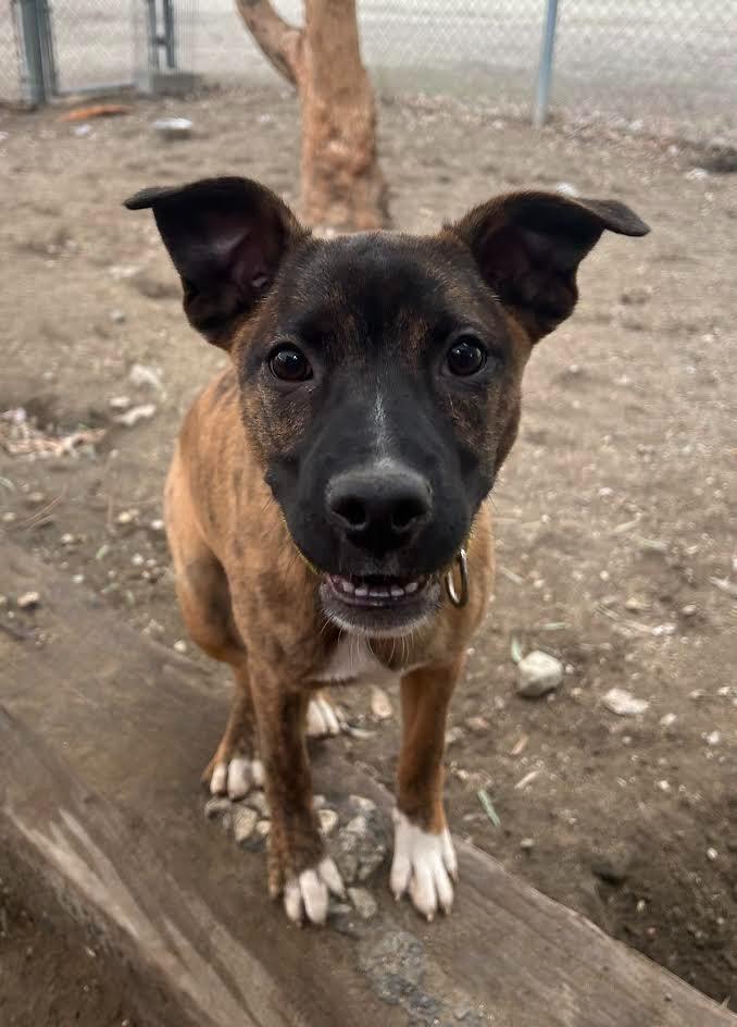Enlarge Tajin, a Adoptable mixed breed in Canyon Country, CA image 5/6