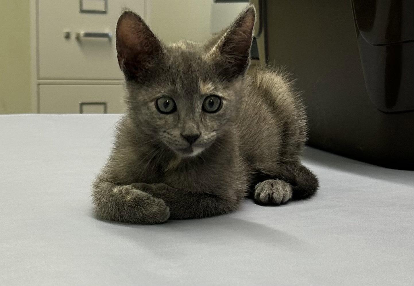 Shasta, Adoptable, Young Female Dilute Tortoiseshell & Domestic Short Hair.