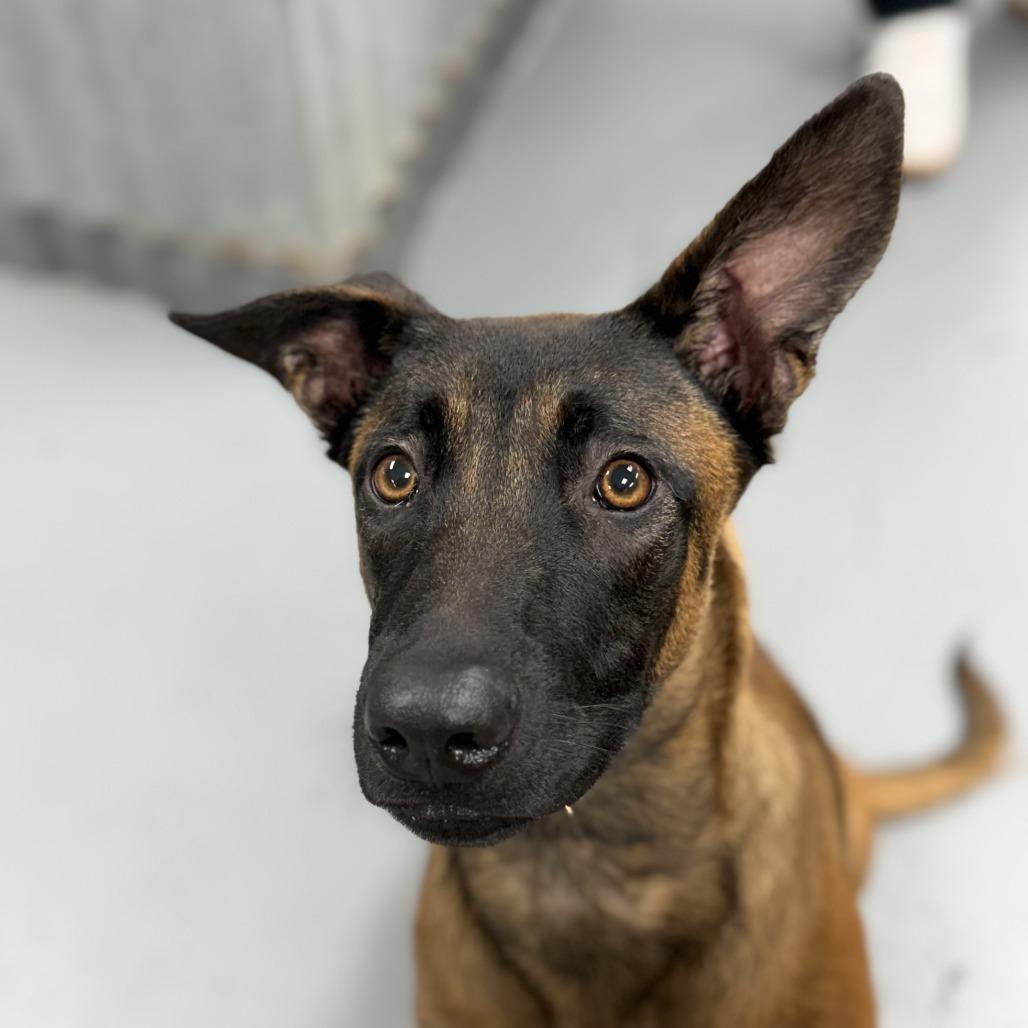 Dottie, Adoptable, Young Female Belgian Shepherd / Malinois.